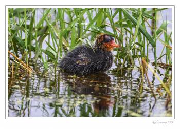 Coot chick 1.jpg